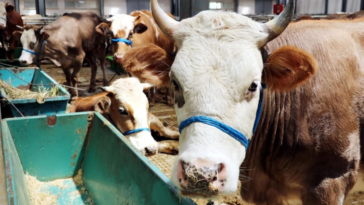 Kurban Bayramı Öncesi Sivas'ta Şap Alarmı,  14 Bölge Karantinada