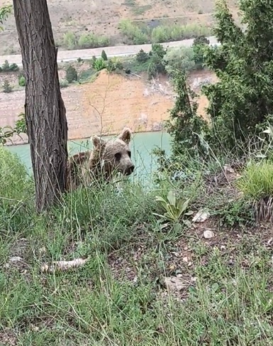 Sivaslı Vatandaştan Yavru Ayıya Balık Teklifi
