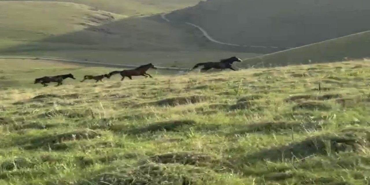 Sivas'ta Yılkı Atları Görüntülendi