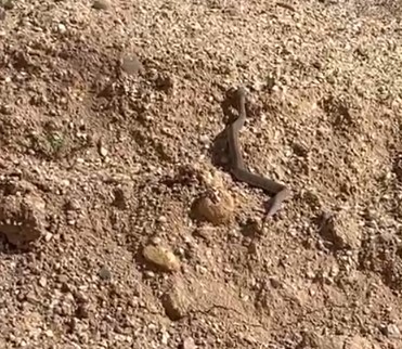 Sivas’ta Zehirli Yılan Türü Engerek Görüntülendi