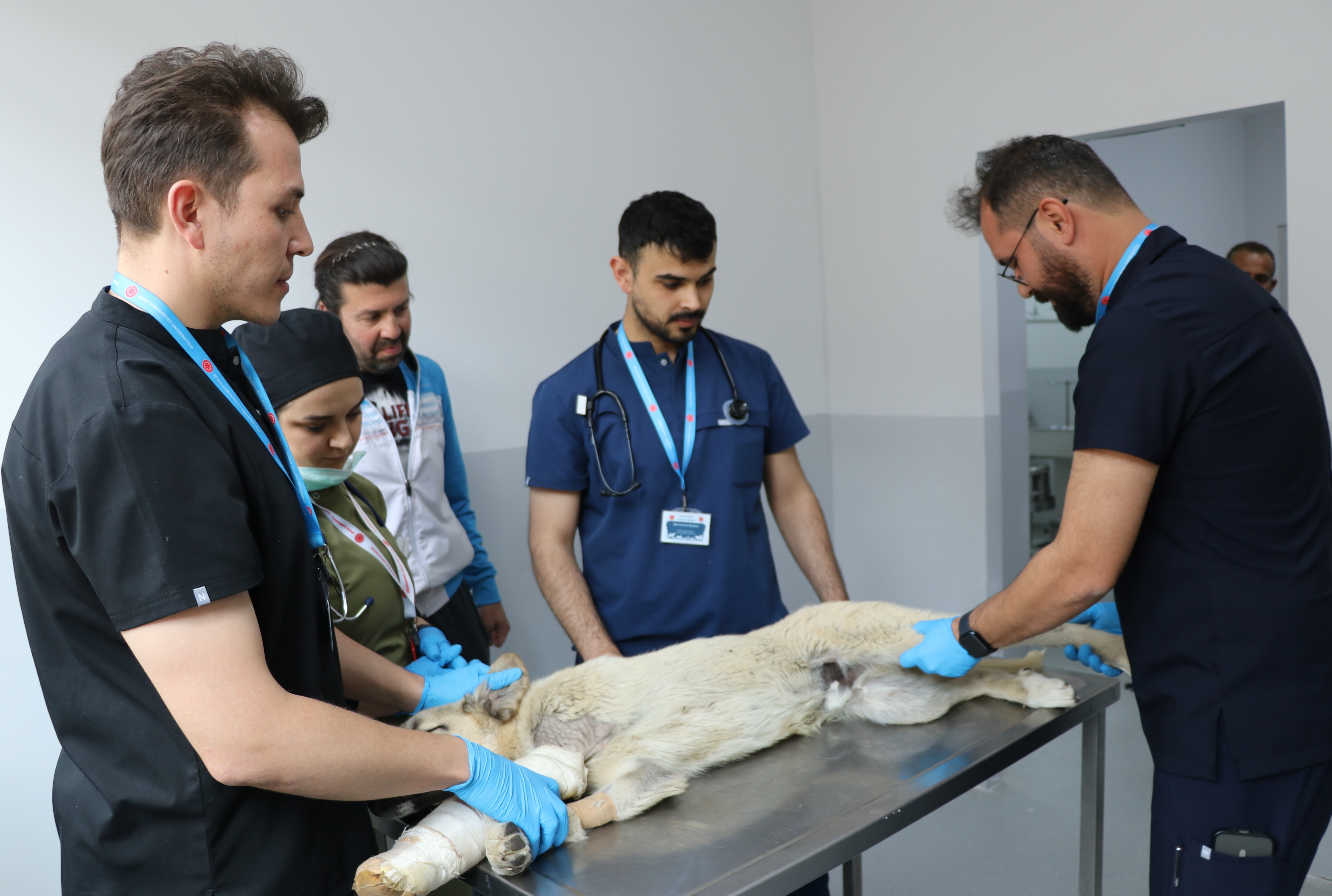 Sivas'ta Sokak Köpekleri Kısırlaştırıldı