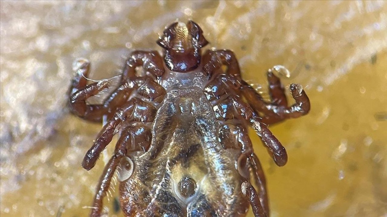 Yeni Kene Türü Keşfedildi, 30'dan Fazla Hastalık Taşıyor