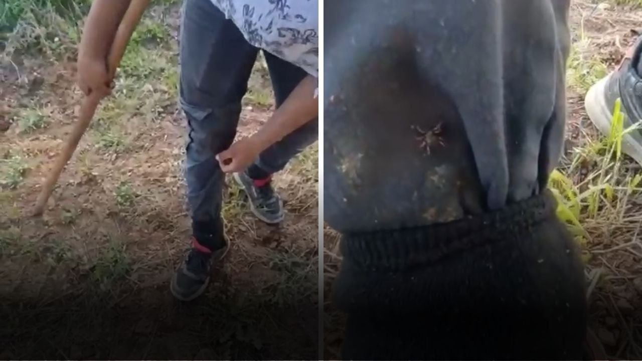 Çiftçinin Kene Çilesi: “Hayvancılık Yapamıyoruz”