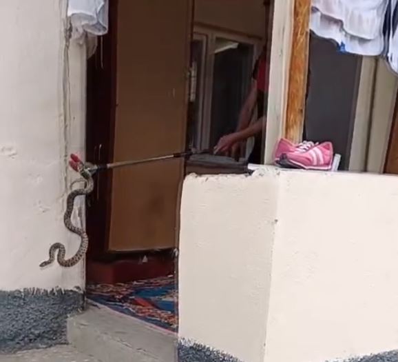 Sivas'ta Eve Giren Yılanı İtfaiye Ekipleri Yakaladı