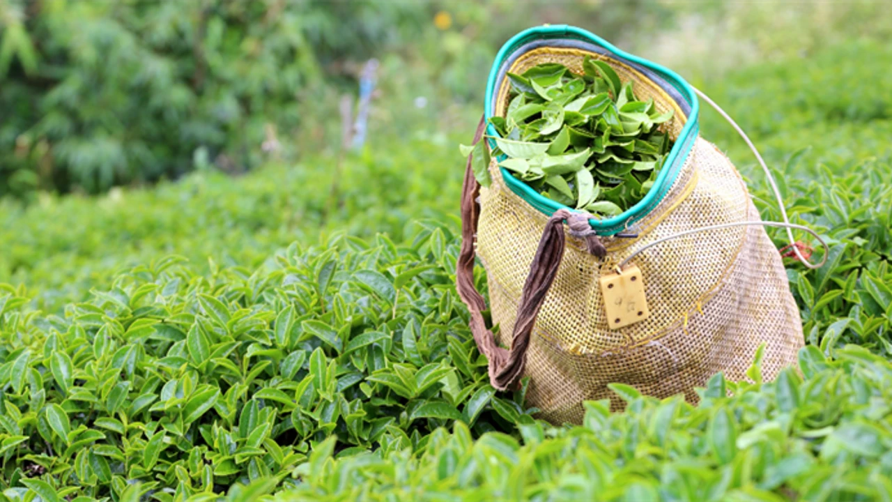 Dünya pazarında parlıyor: İhracatı yüzde 40 Arttı