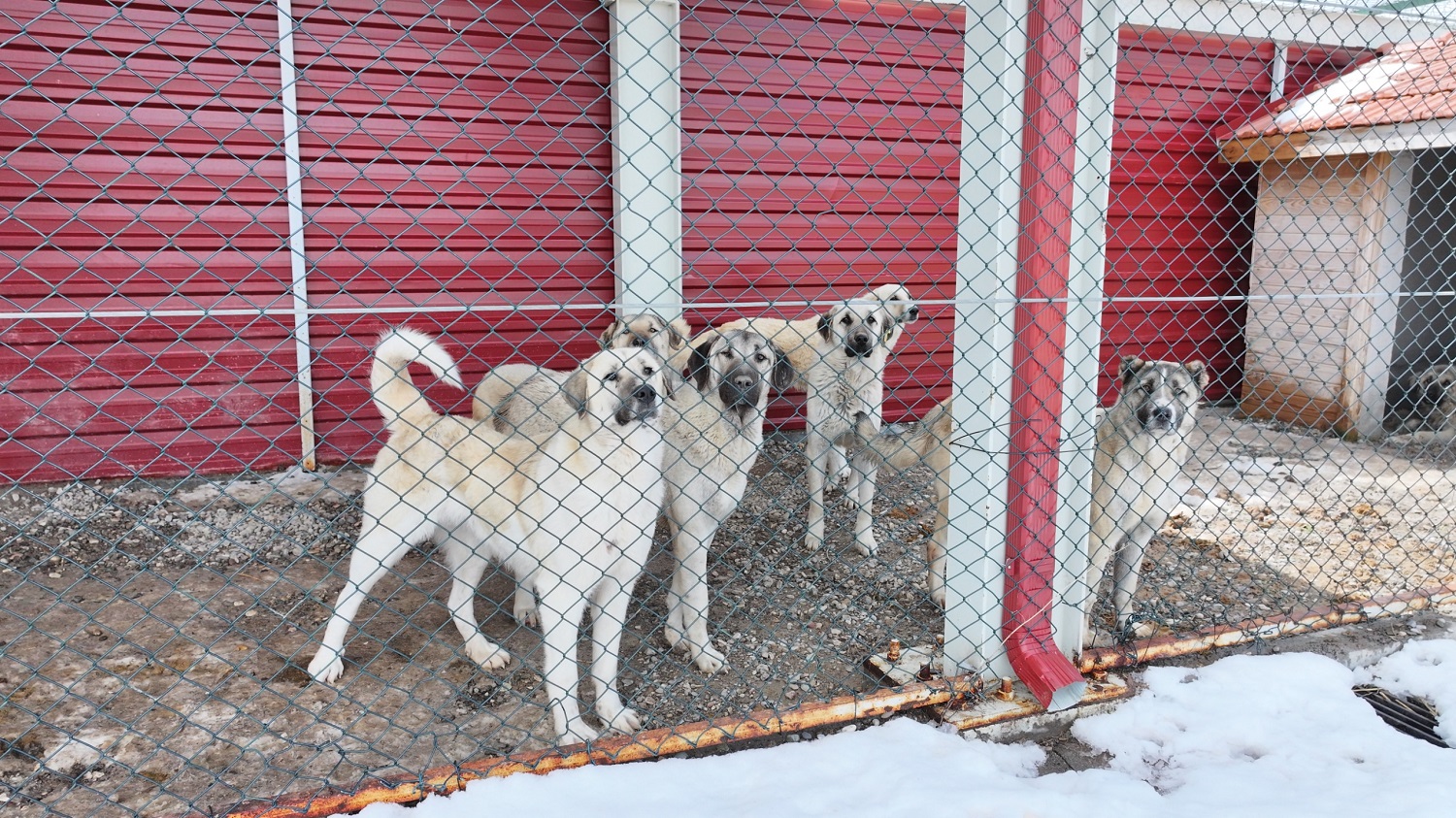 Sivas'ta Sahipsiz Köpek Sorunu Çözülecek