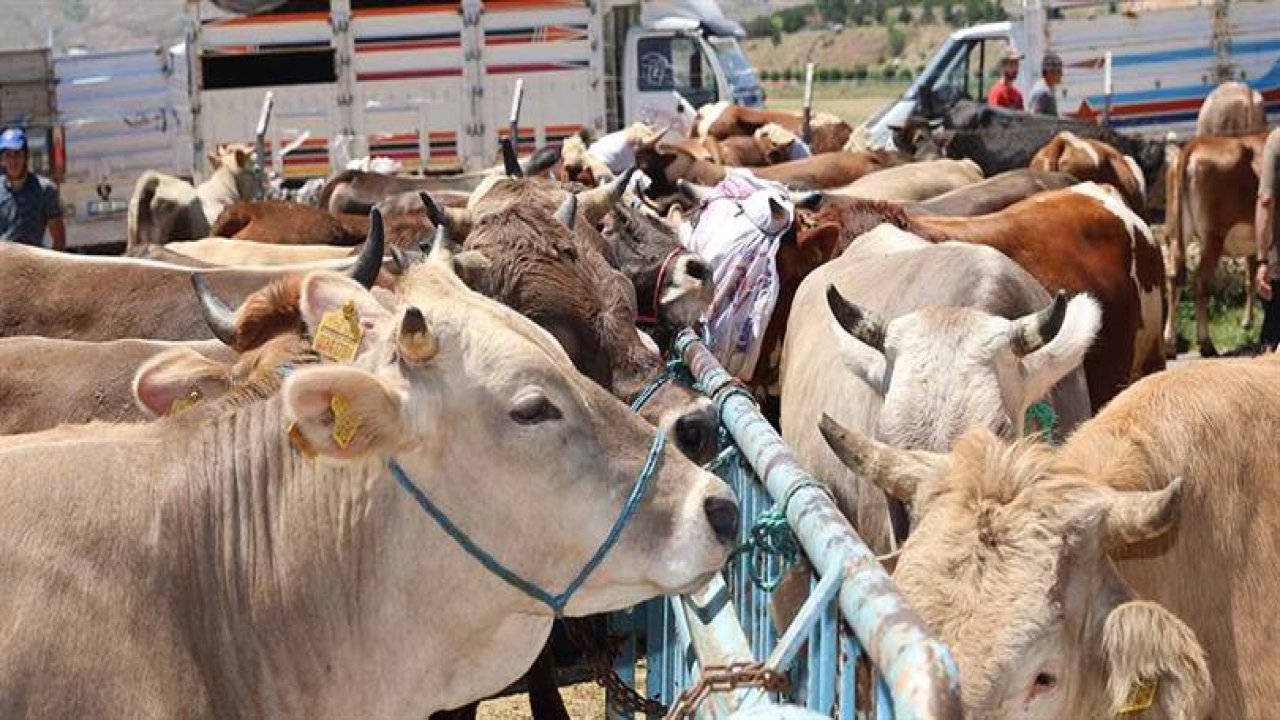 Sivas’ta Şap Alarmı: Hayvan Pazarları da Kapatıldı