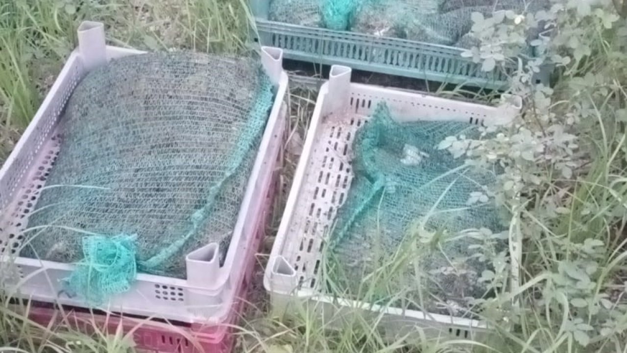 Kurbağa kaçakçıları yakayı ele verdi