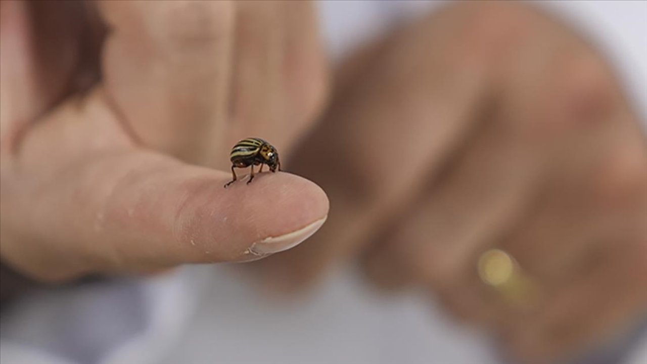 Sıcaklık artışı kene popülasyonunu artırıyor