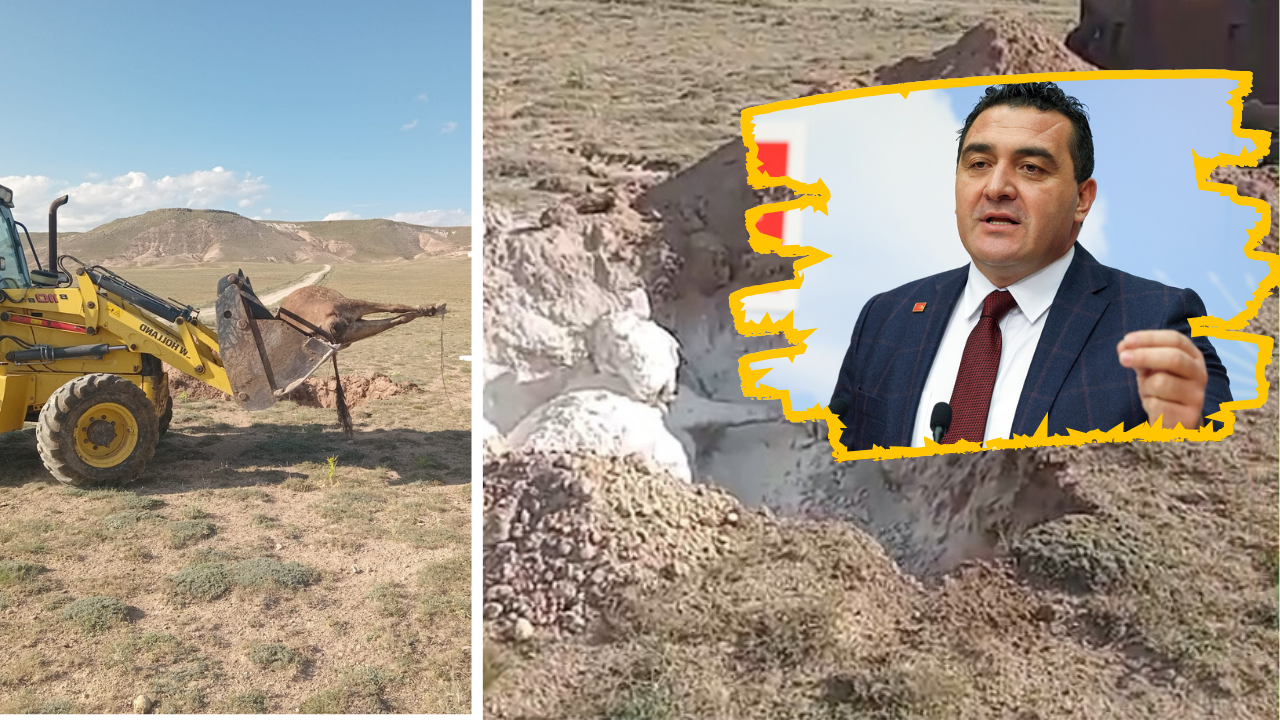 Sivas’ta Hayvan Ölümleri Meclise Taşındı