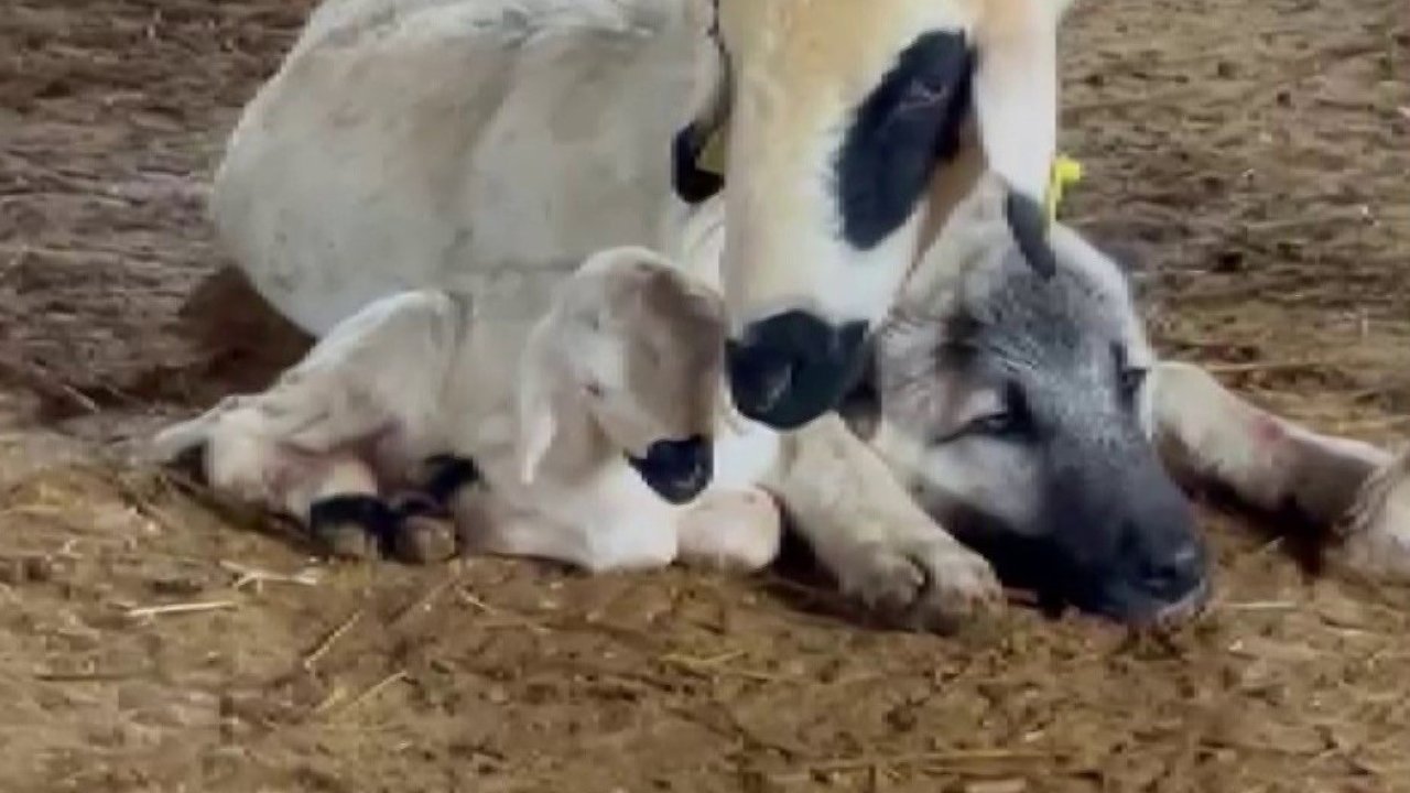 Sert Görünür, Şefkatle Korur: Kangal ve Koyunun Dostluğu