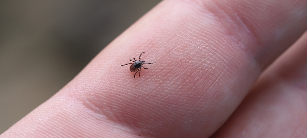 Kene Varlığı İşte Böyle Anlaşılır