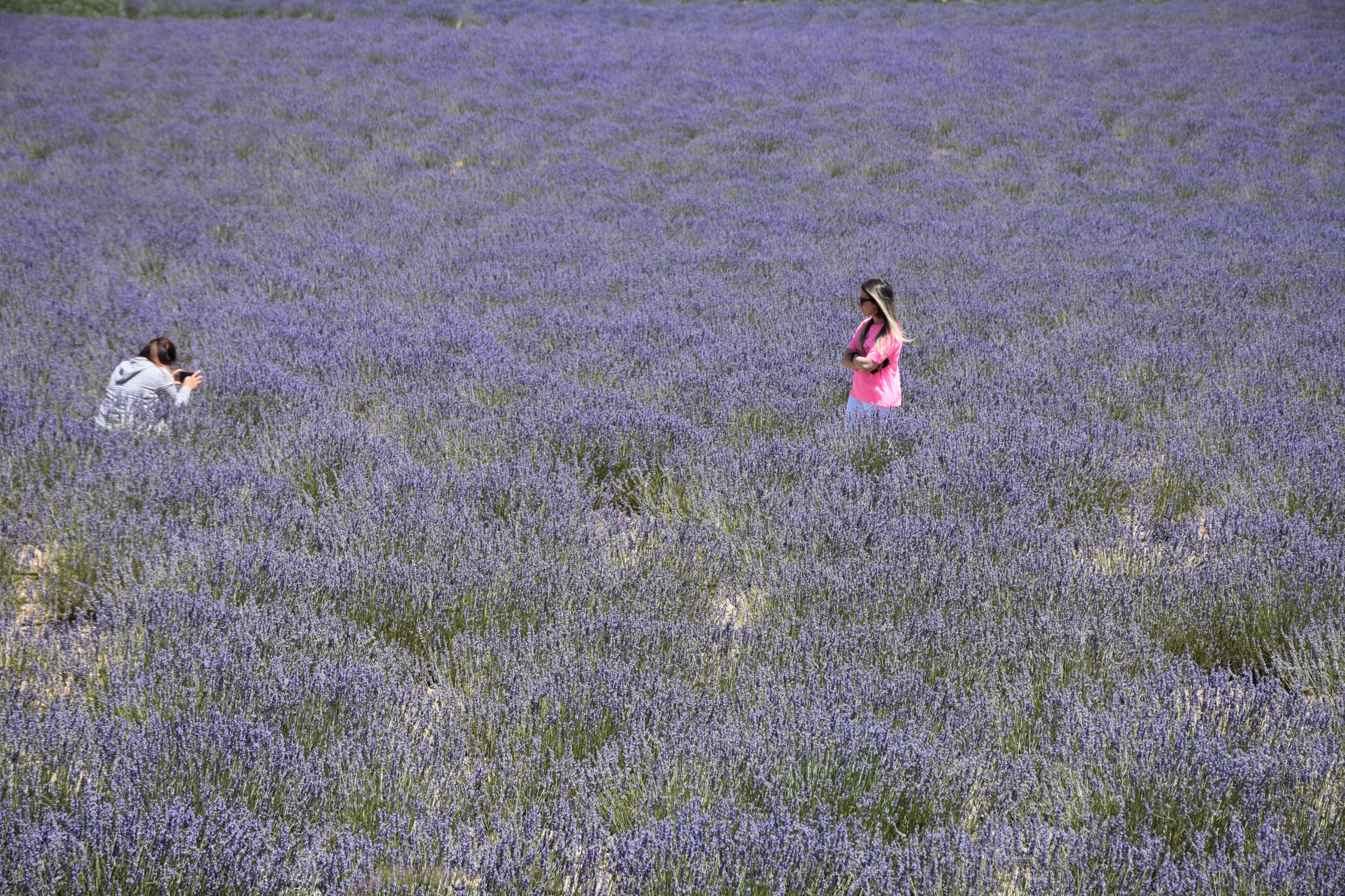 Lavanta Bahçesine Turist Akını