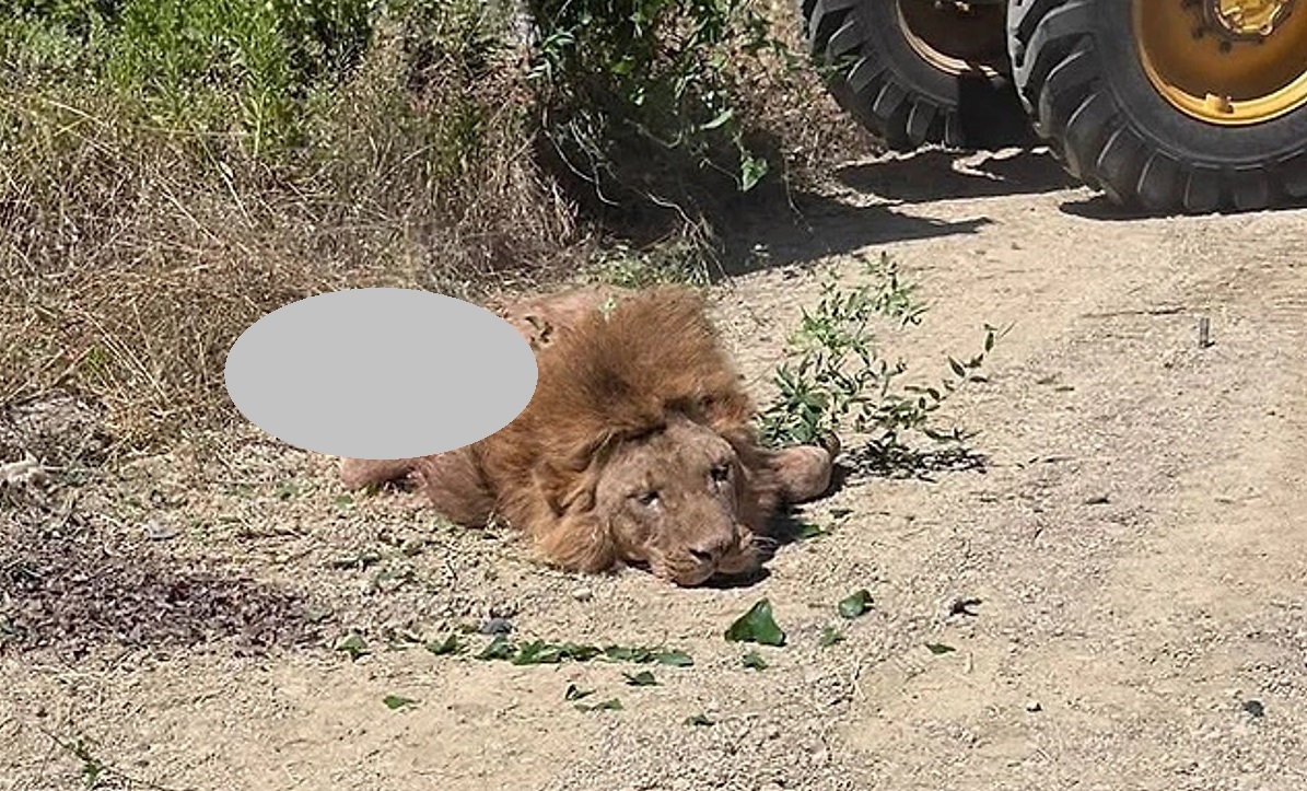 Hayvan parkından kaçan aslan vurularak etkisiz hale getirildi
