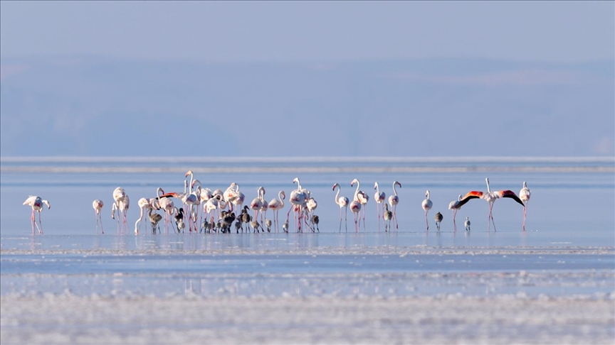 Flamingolara Umut Kanalı