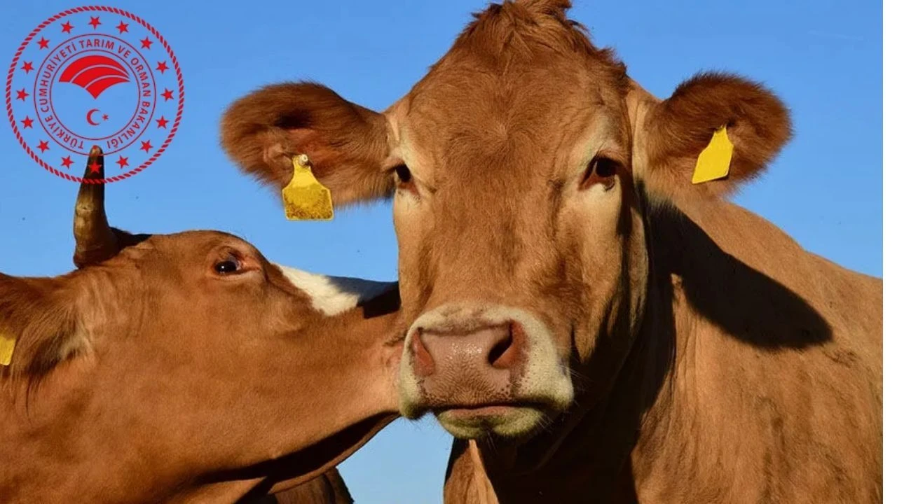 Bakanlıktan yapay et ve hayvan pazarı açıklaması