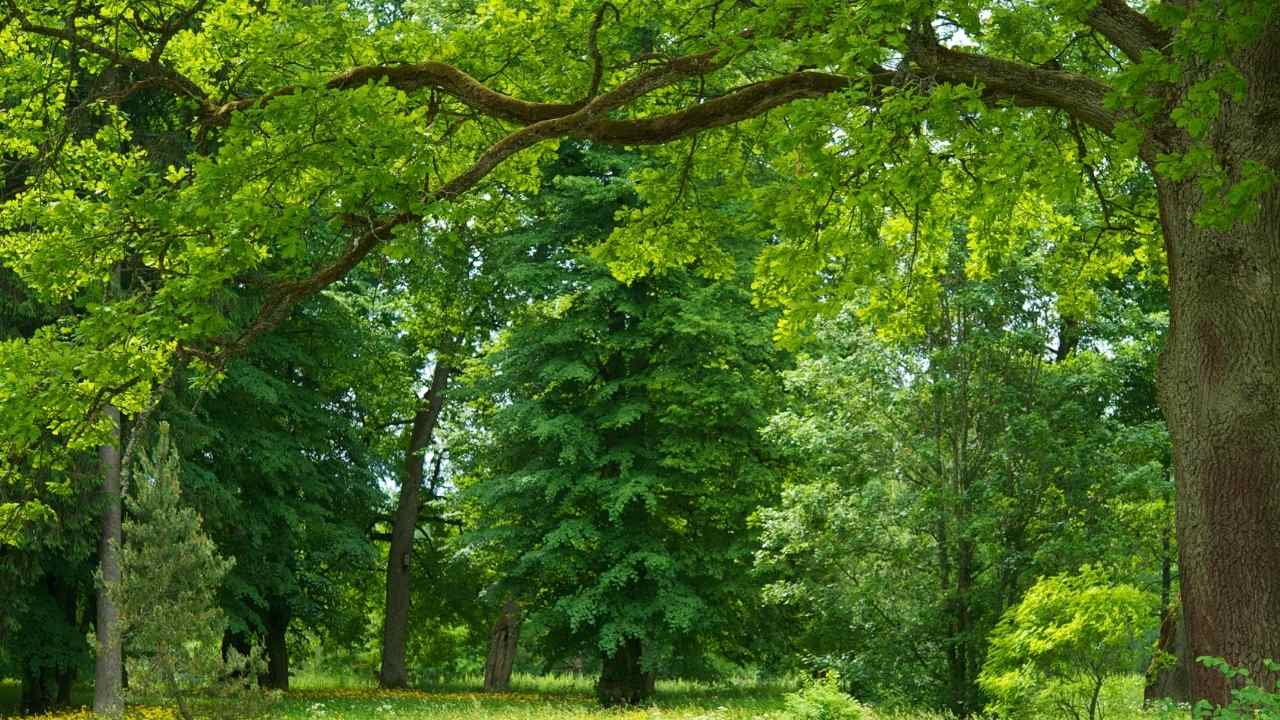 Kutsal ağaç sayılıyor! Yaprağını içen 120 yaşında dimdik yürüyor