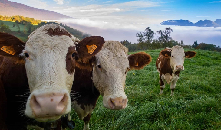 Bakanlıktan Hayvan Sağlığı İddialarına Karşı açıklama