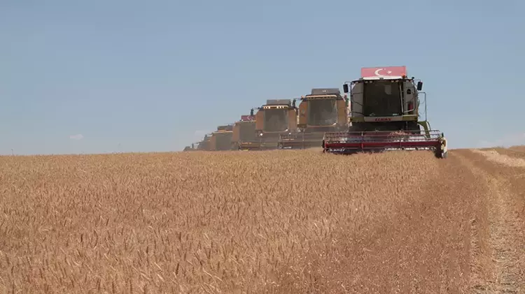 Türkiye’nin En Büyük Tahıl Ambarında Hasat Başladı
