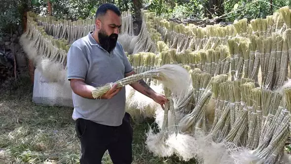 Sivas'ta Yetiştiği Yeri Terk Eden Bitki