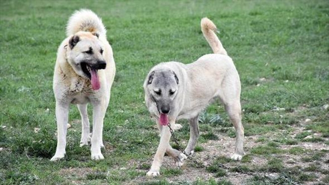 KANGAL KÖPEKLERİ SÜRÜYE ZARAR VERMEZ