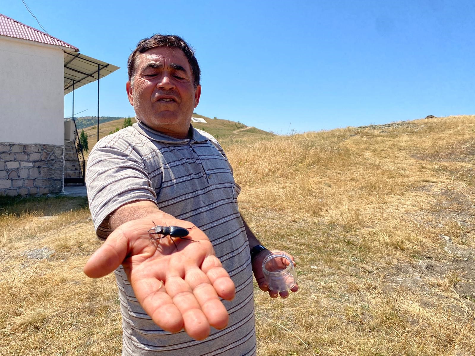 Nesli Tehlikede Olan Böcek Sivas'ta Görüntülendi