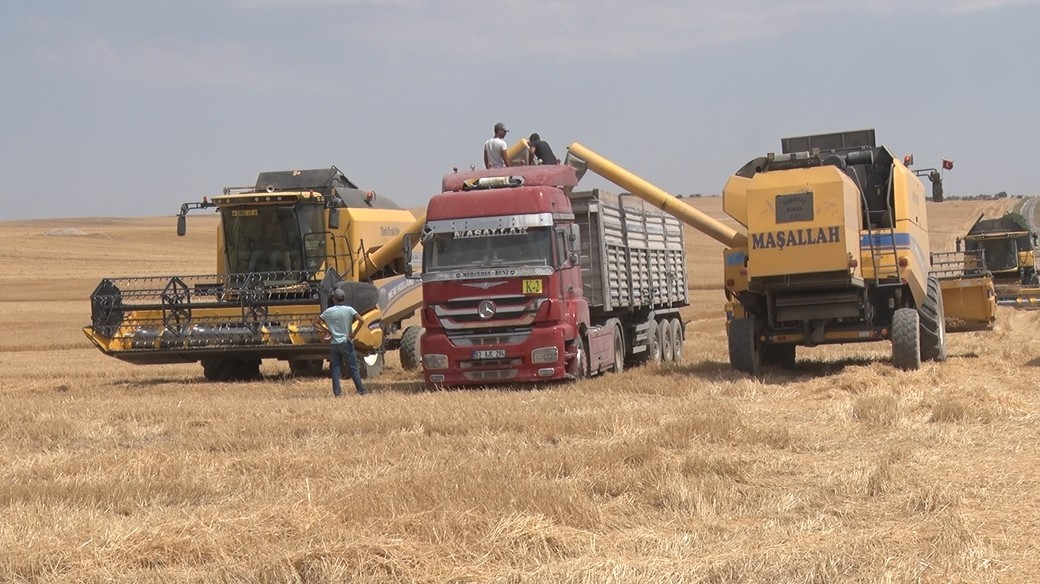 Kurak yıla rağmen umut veren hasat