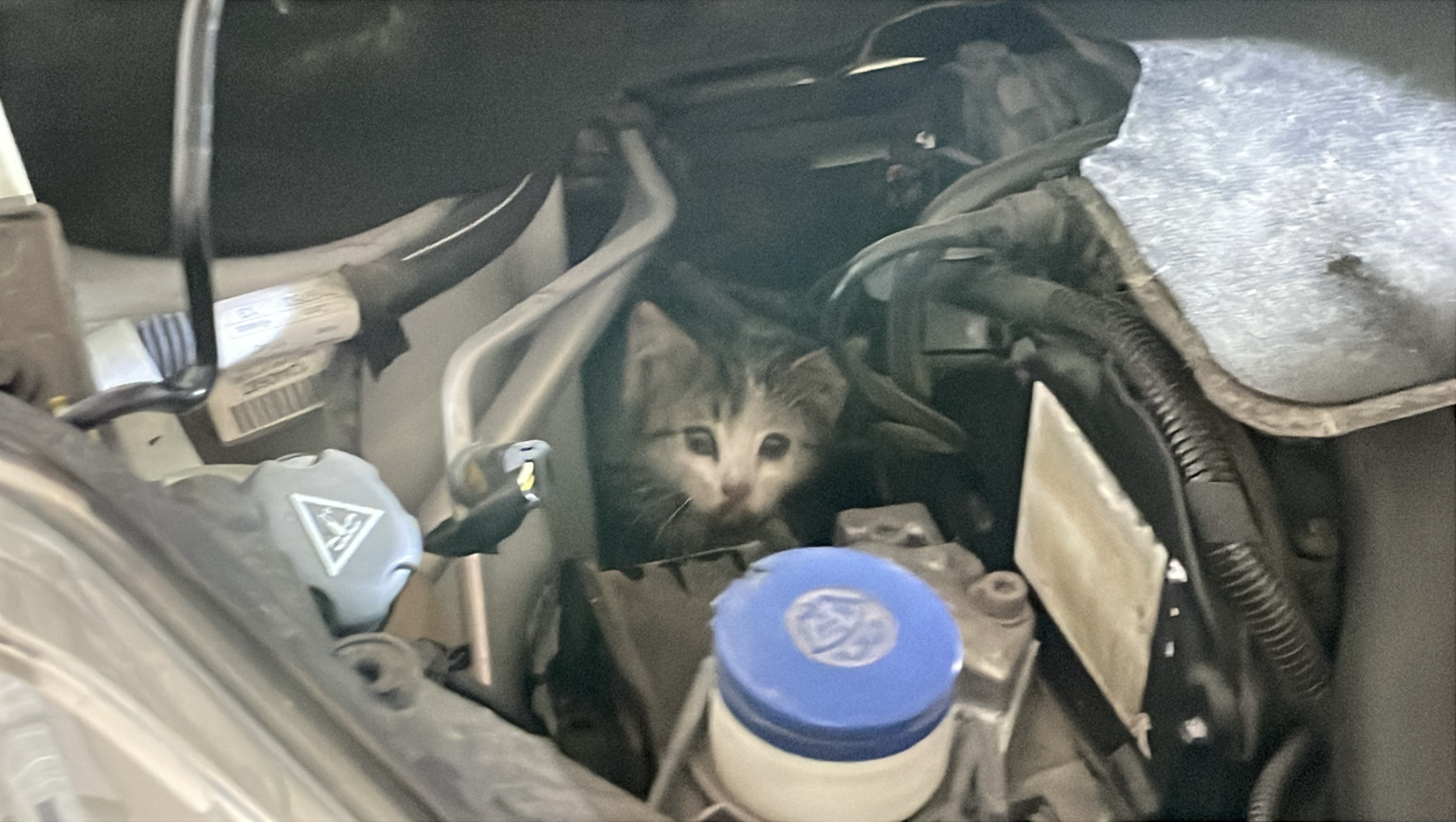 Sivas'ta Kedi Kurtarma Operasyonu