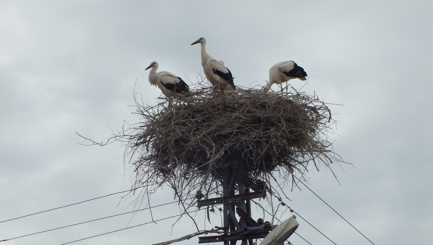 Sivaslıların Leylek Sevgisi