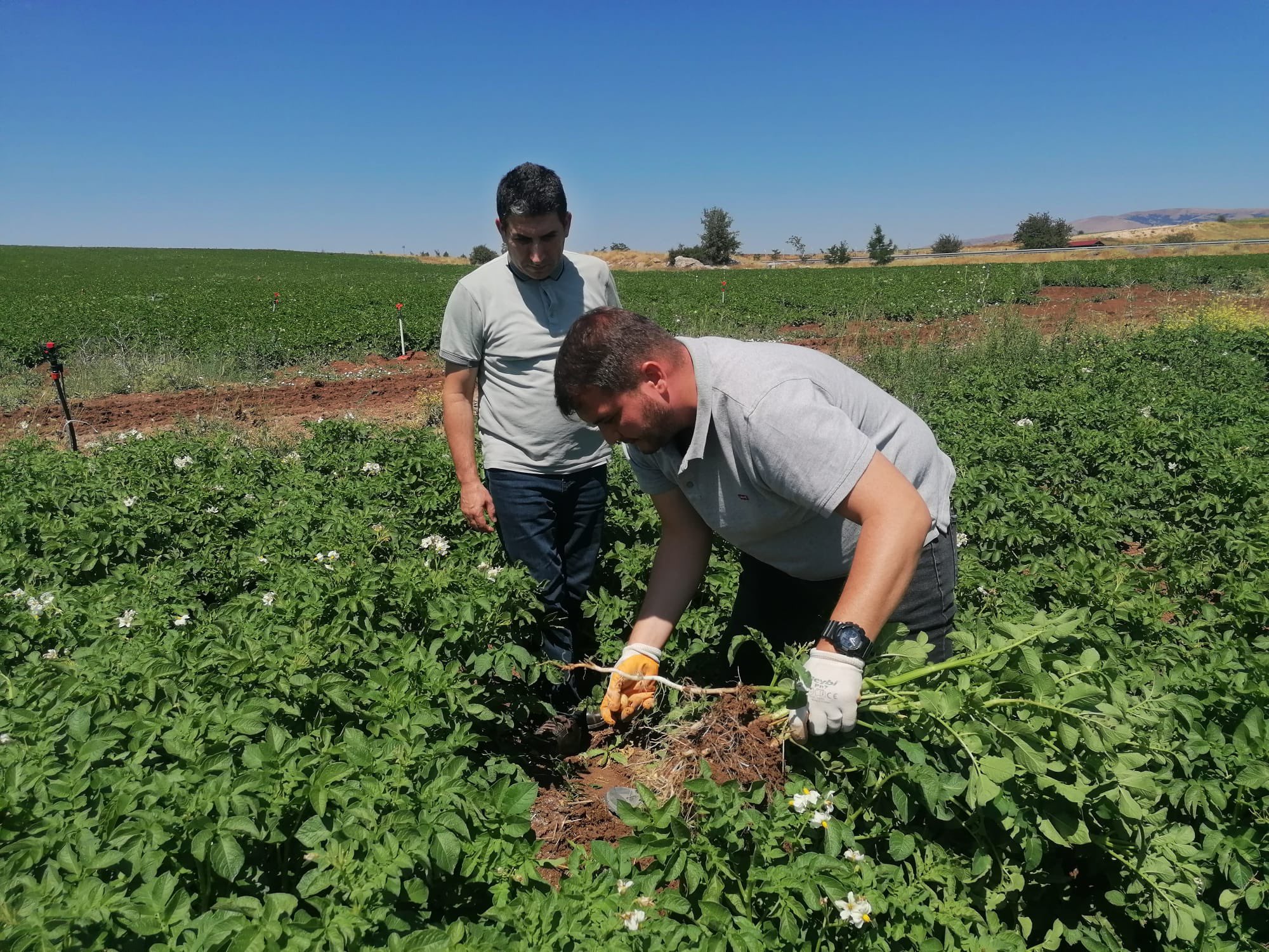 Sivas’ta Sertifikalı Patates Üretimi Takip Altında