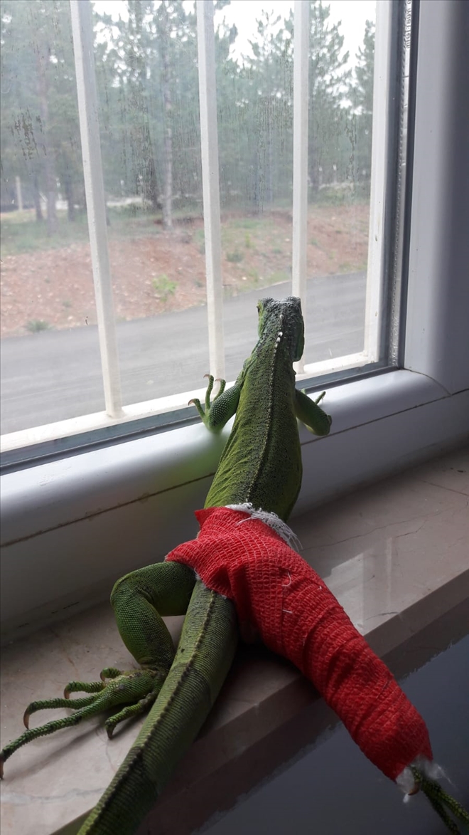 BACAĞI KIRILAN İGUANA SAĞLIĞINA KAVUŞTU