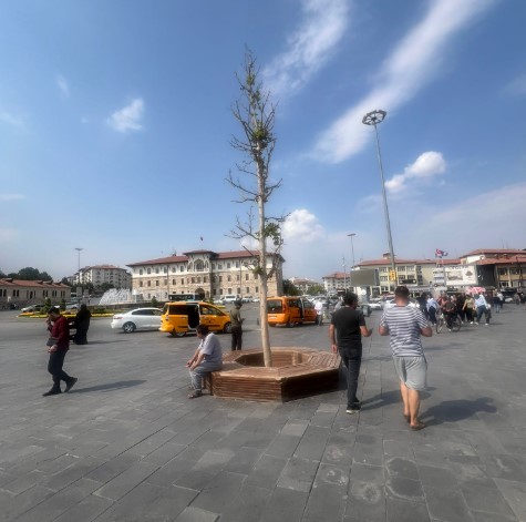 Sivaslıların Tek Ağacı Yok Oluyor