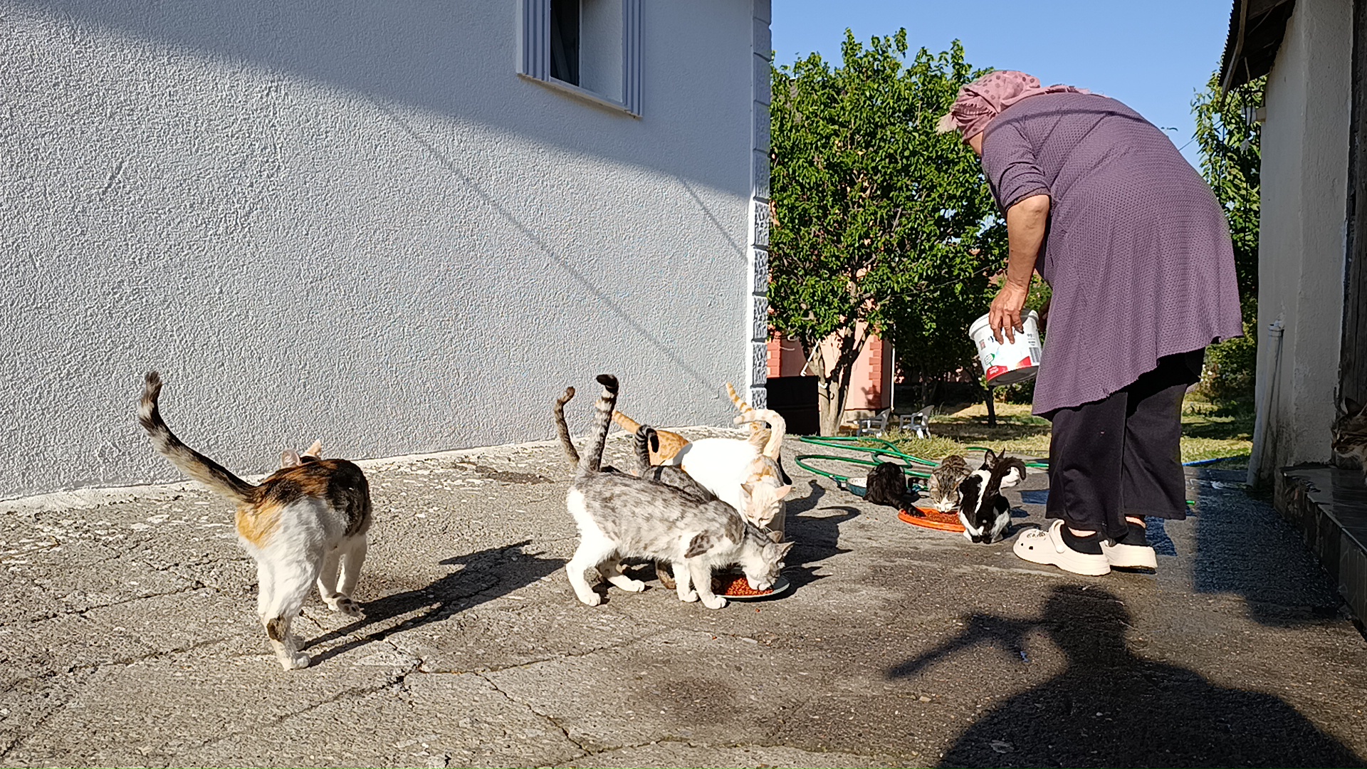 Sivas’ta Bir Bahçe 35 Kedinin Evi Oldu
