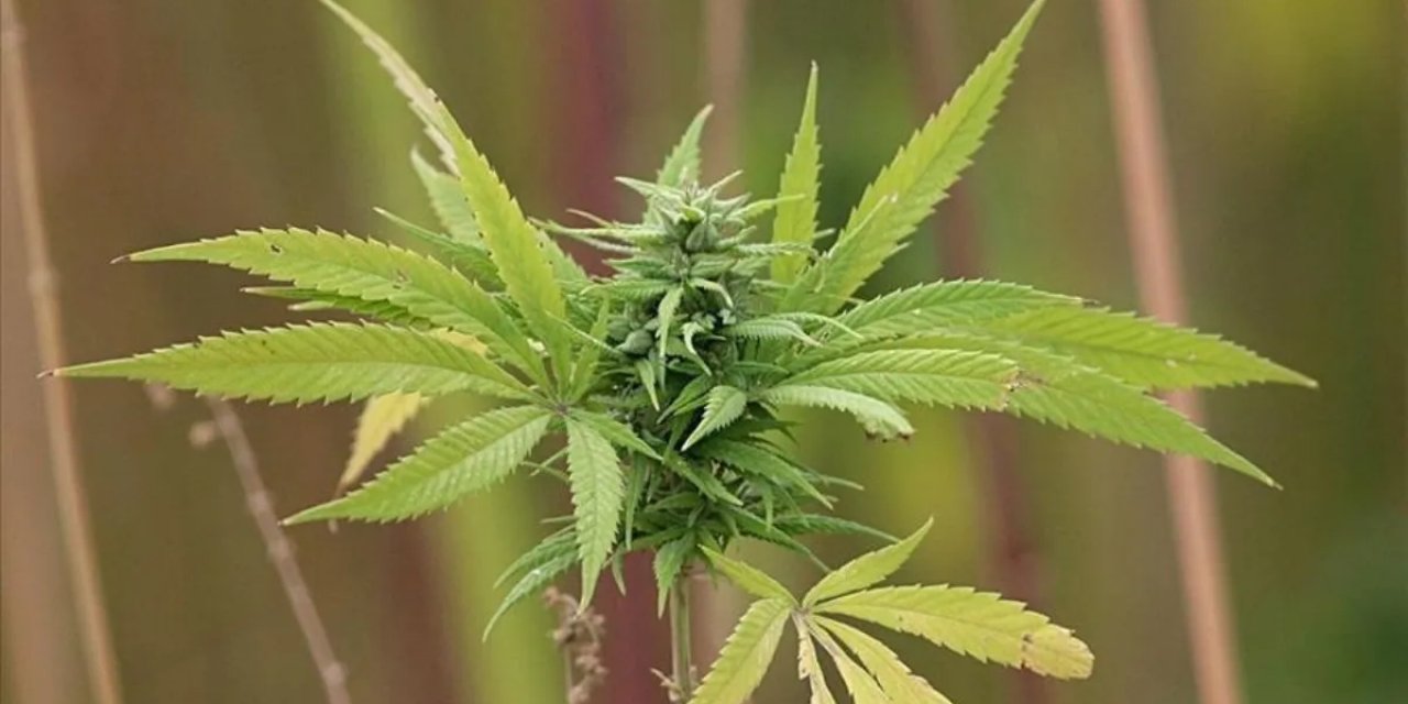 Bakan Sıraladı, kenevirin kullanıldığı hastalıklar