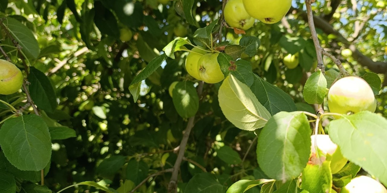 Sivas'ta okulun bahçesinde meyve ağaçları bereket saçtı