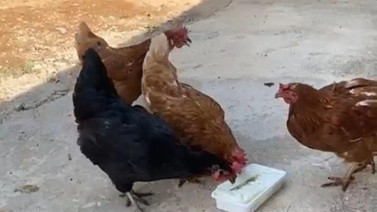 Sıcaktan bunalan tavuklara Maraş dondurması