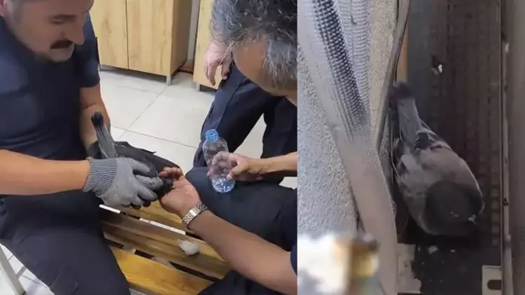 Sivas'ta Mahsur Kalan Güvercine İtfaiye Yardımı