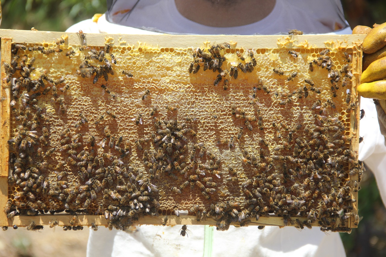 Tescilli Zara Balında Hasat Erken Başladı