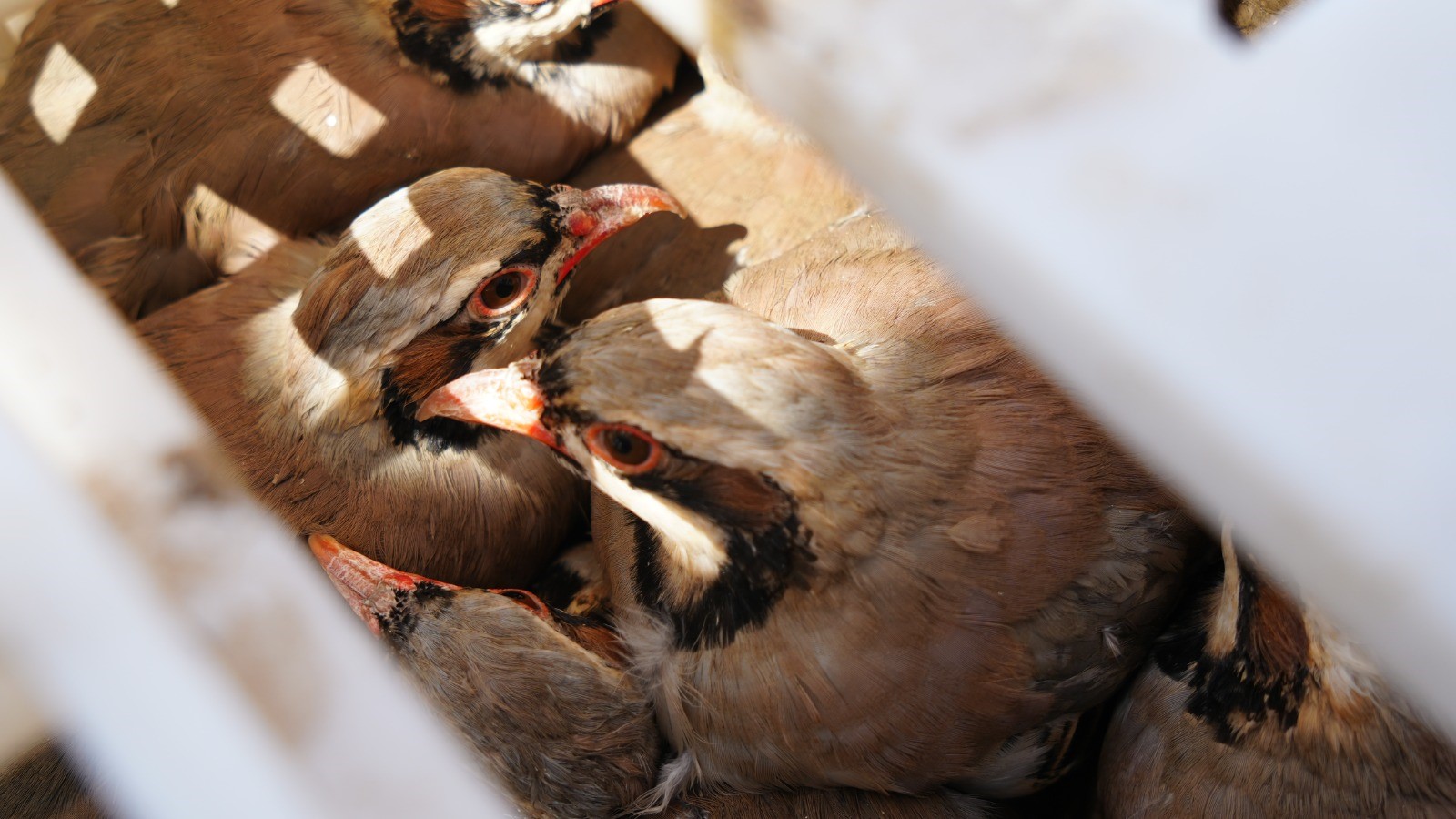 Kenelere karşı mücadele sürüyor