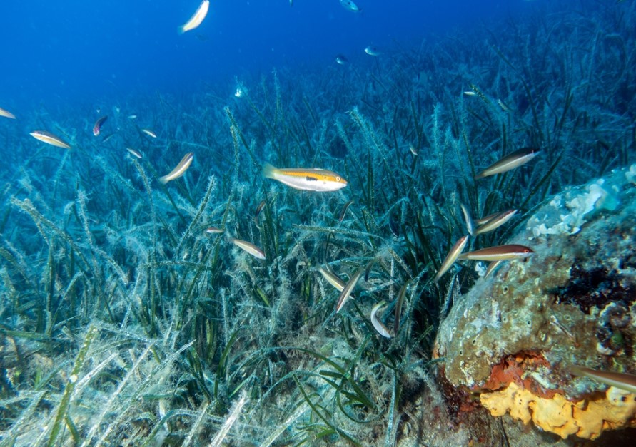 Müsilajla mücadeleye biyolojik katkı