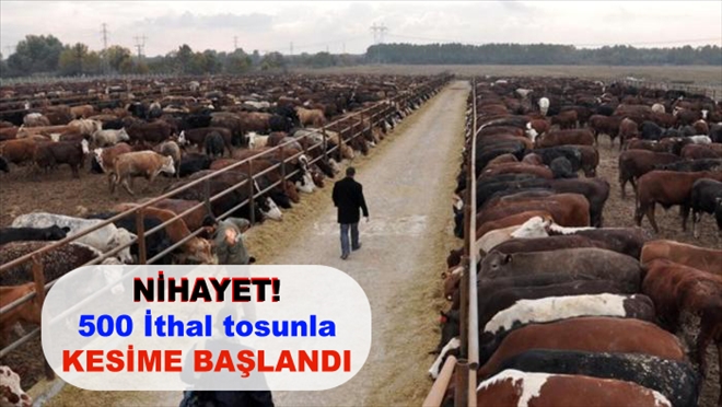 NİHAYET! 500 İthal tosunla KESİME BAŞLANDI