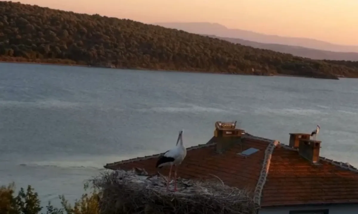 Yaren Leylek depremi önceden hissetti
