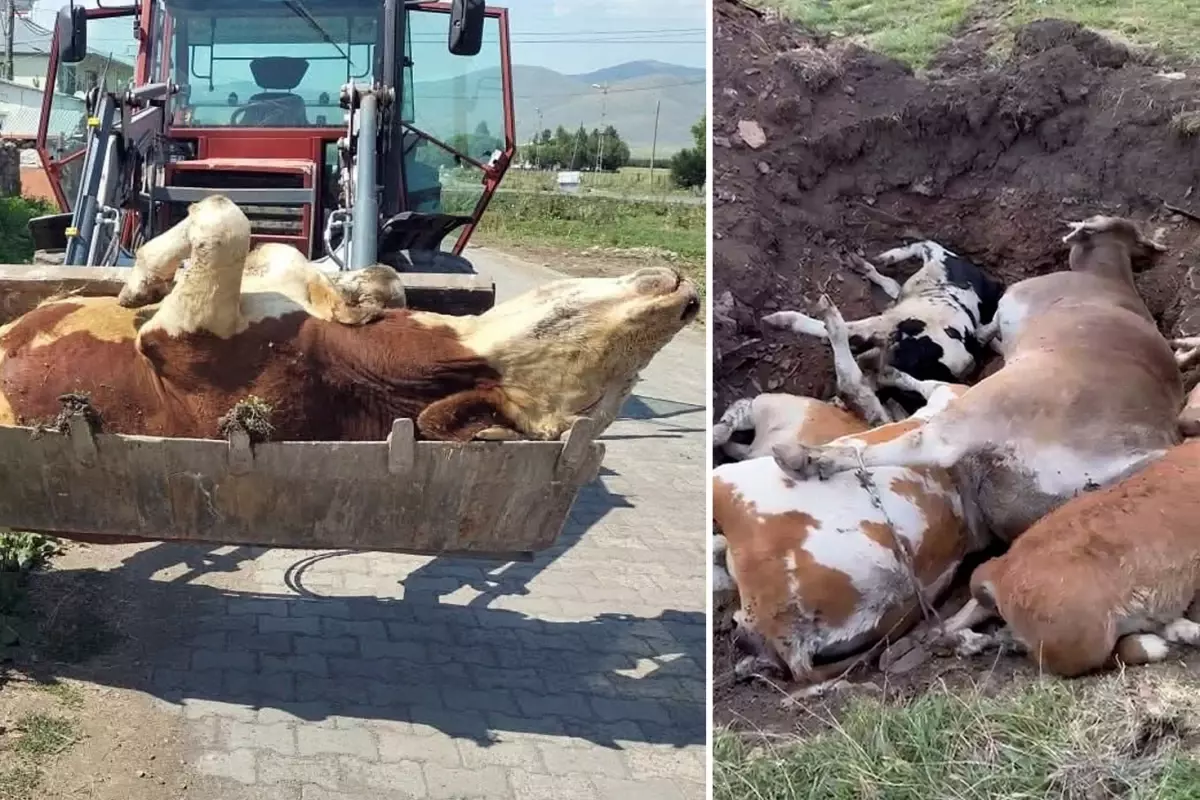 O ilde şap hastalığı 10 binden fazla hayvanı telef etti