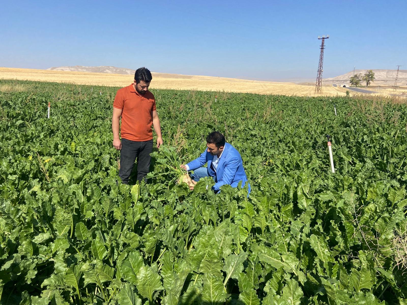 Sivas’ta Şeker Pancarı Üreticilerinden Fiyat Talebi
