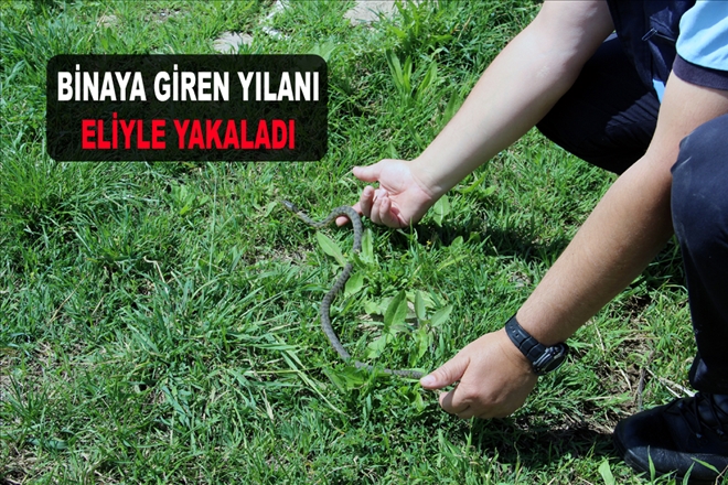 BİNAYA GİREN YILANI ELİYLE YAKALADI
