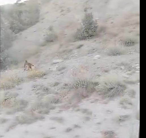 Ormanın Hayaleti Sivas’ta Ortaya Çıktı