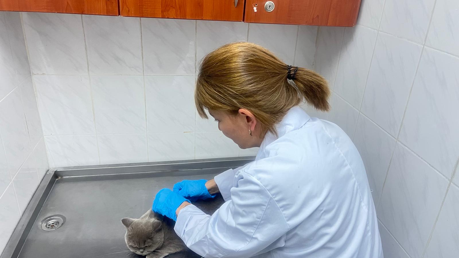 Evcil Hayvan Sahipleri Dikkat! Son Tarih 31 Aralık 2025