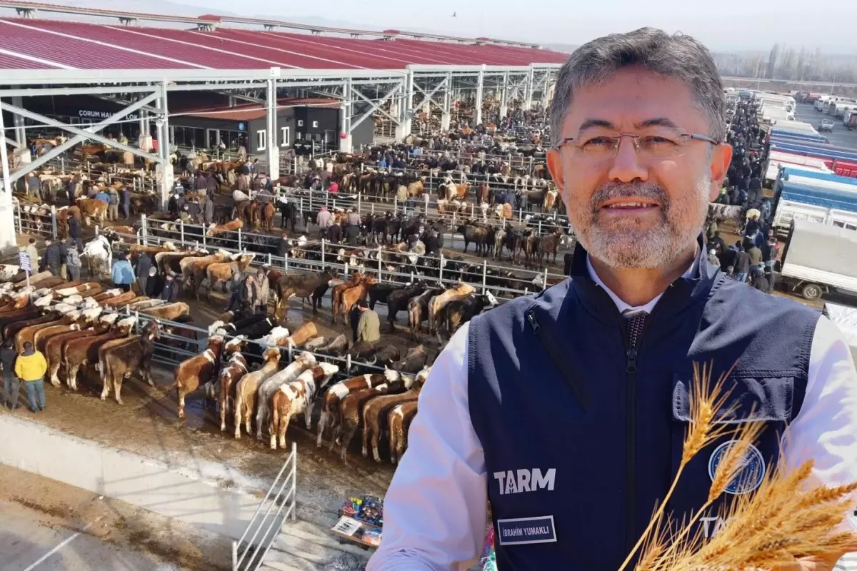 Şap Baskılandı, O İllerde Hayvan Pazarları Açılıyor