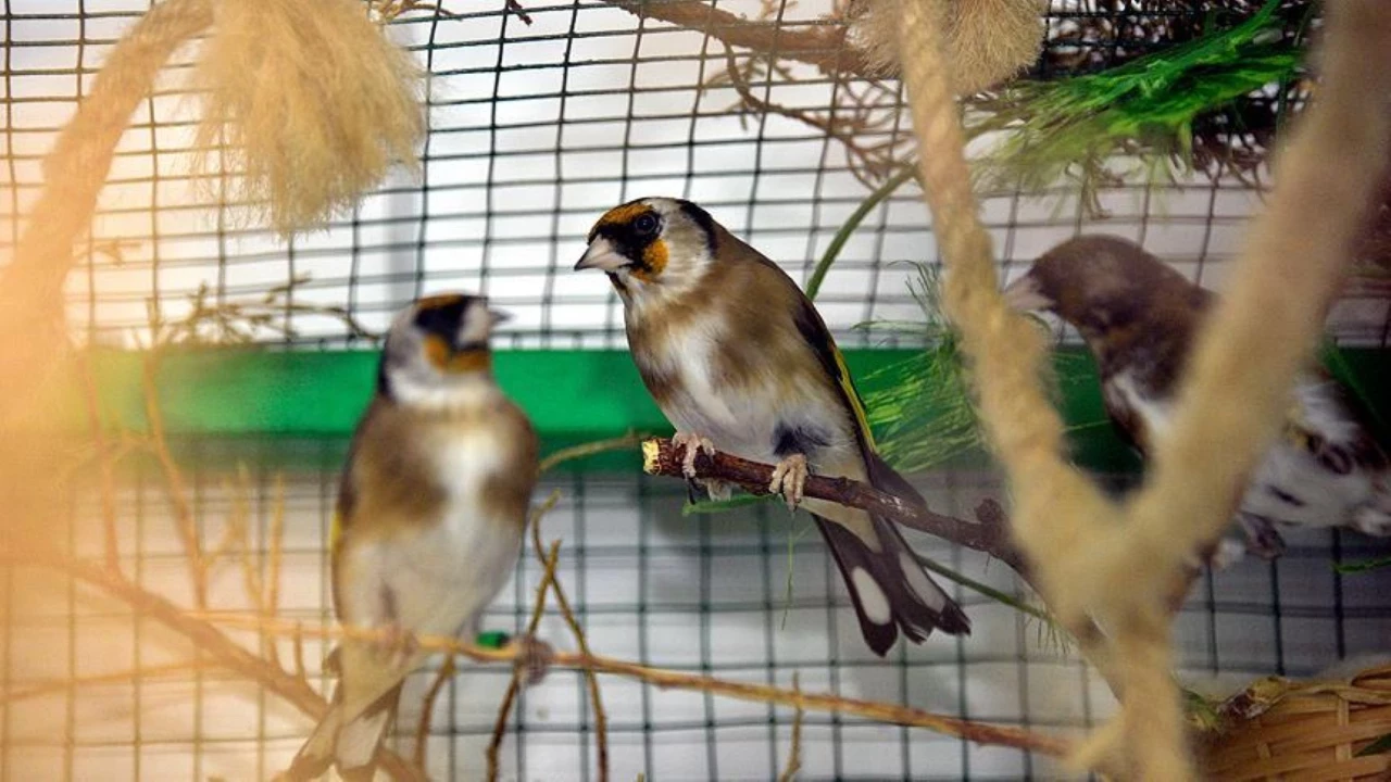 Evinde besledi, 151 bin lira ceza kesildi