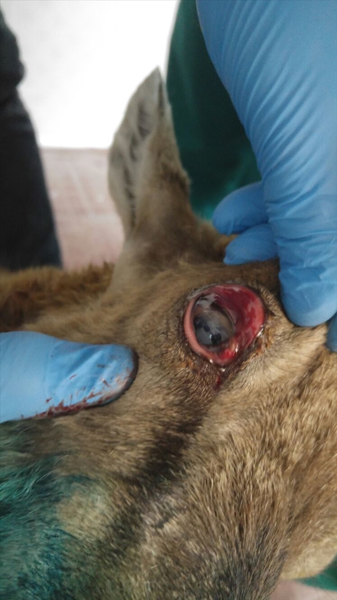 YARALI DAĞ KEÇİSİNE GÖZ AMELİYATI